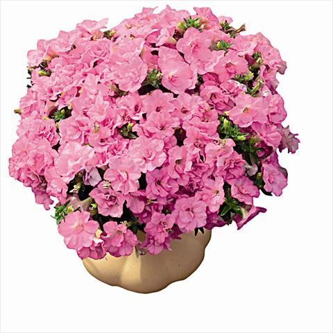 Photos von Blumenvarianten benutzt als: Beet, Topf oder Ampel Petunia pendula Surfinia Double Dark Pink 2657