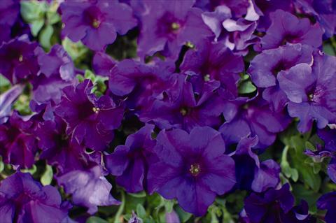 Photos von Blumenvarianten benutzt als: Beet, Topf oder Ampel Petunia pendula Surfinia Velvet Blue