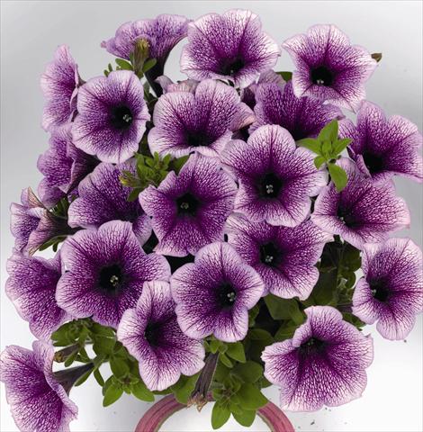 Photos von Blumenvarianten benutzt als: Beet, Topf oder Ampel Petunia x hybrida Poptunia Blue Vein