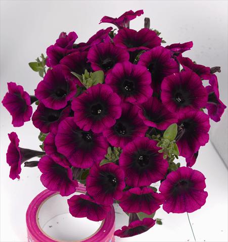 Photos von Blumenvarianten benutzt als: Beet, Topf oder Ampel Petunia x hybrida Poptunia Deep Raspberry