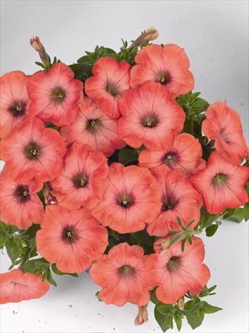 Photos von Blumenvarianten benutzt als: Beet, Topf oder Ampel Petunia x hybrida Poptunia Orange