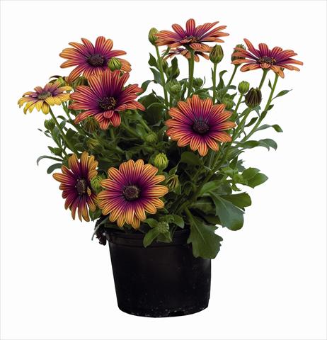 Photos von Blumenvarianten benutzt als: Beet- / Rabattenpflanze Osteospermum Astra Outback Purple