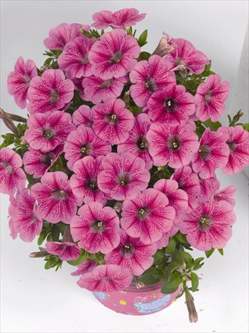 Photos von Blumenvarianten benutzt als: Beet, Topf oder Ampel Petunia x hybrida Poptunia Pink
