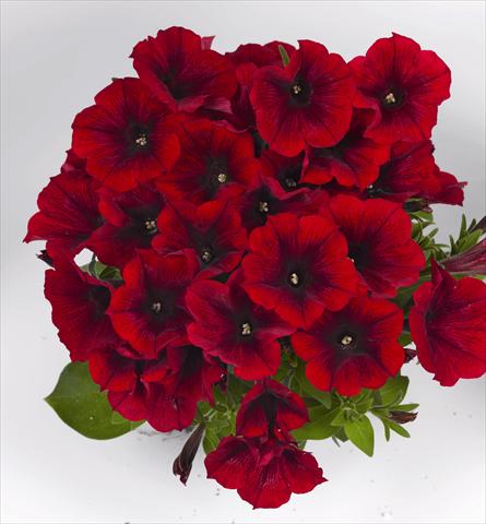 Photos von Blumenvarianten benutzt als: Beet, Topf oder Ampel Petunia x hybrida Poptunia Red
