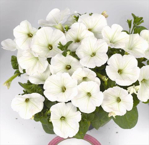 Photos von Blumenvarianten benutzt als: Beet, Topf oder Ampel Petunia x hybrida Poptunia White