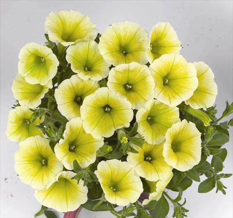 Photos von Blumenvarianten benutzt als: Beet, Topf oder Ampel Petunia x hybrida Poptunia Yellow