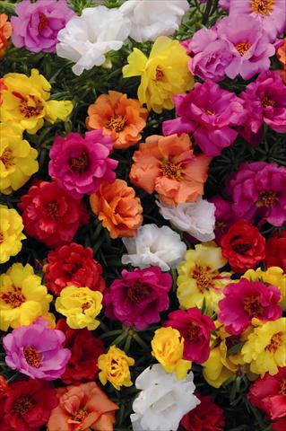 Photos von Blumenvarianten benutzt als: Beet, Topf oder Ampel Portulaca Spritz Mix