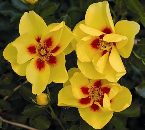 Photos von Blumenvarianten benutzt als: Topf und Beet Rosa rampicante Eyeconic® Meipouzmoi