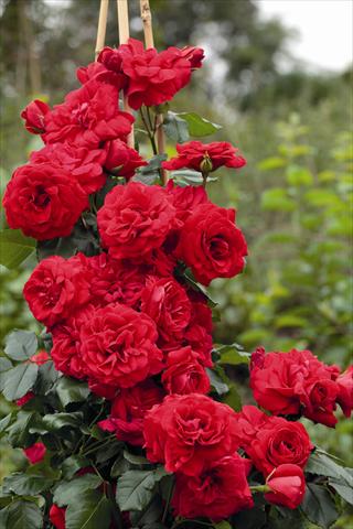 Photos von Blumenvarianten benutzt als: Topf und Beet Rosa rampicante Negresco® Meigrappo