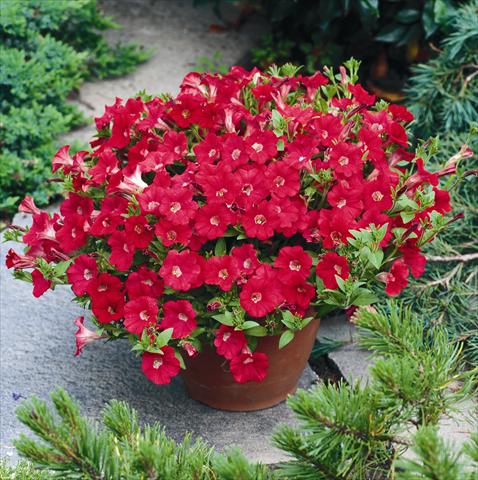 photo of flower to be used as: Basket / Pot Petunia Tiny Tunia Red