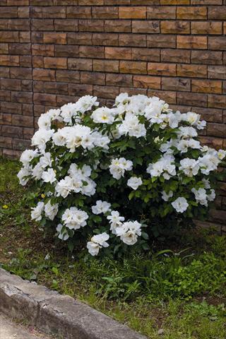 Photos von Blumenvarianten benutzt als: Topf und Beet Rosa rampicante White Knock Out® Radwhite
