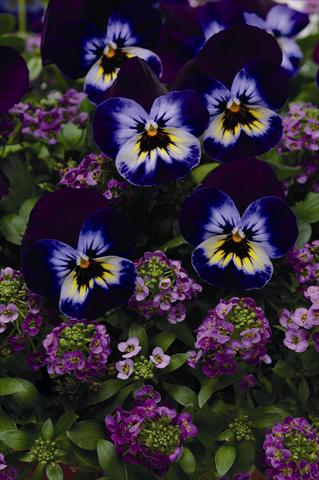 Photos von Blumenvarianten benutzt als: Beet, Topf oder Ampel Viola wittrockiana Coloursgames tray 5 purple cotton