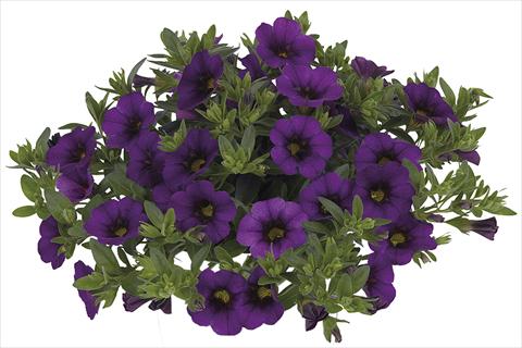 Photos von Blumenvarianten benutzt als: Beet, Topf oder Ampel Calibrachoa Lindura Dark Blue