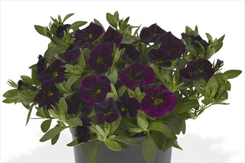 Photos von Blumenvarianten benutzt als: Beet, Topf oder Ampel Calibrachoa Lindura Dark Purple