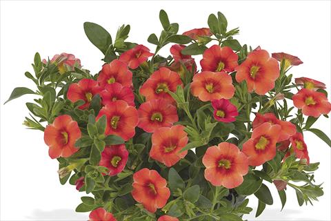 Photos von Blumenvarianten benutzt als: Beet, Topf oder Ampel Calibrachoa Lindura Orange