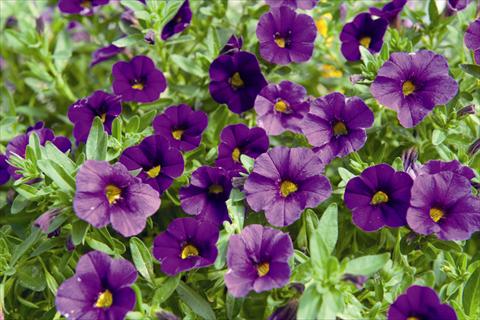 Photos von Blumenvarianten benutzt als: Beet, Topf oder Ampel Calibrachoa Lindura Purple 2015