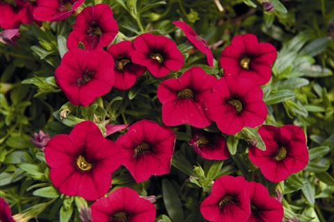 Photos von Blumenvarianten benutzt als: Beet, Topf oder Ampel Calibrachoa Lindura Red 2015