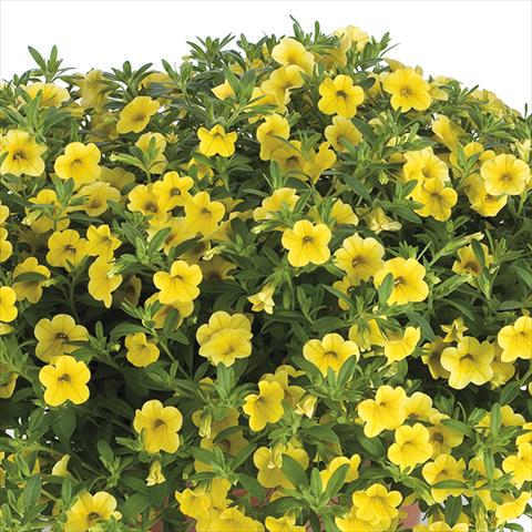 Photos von Blumenvarianten benutzt als: Beet, Topf oder Ampel Calibrachoa Lindura Sun Yellow