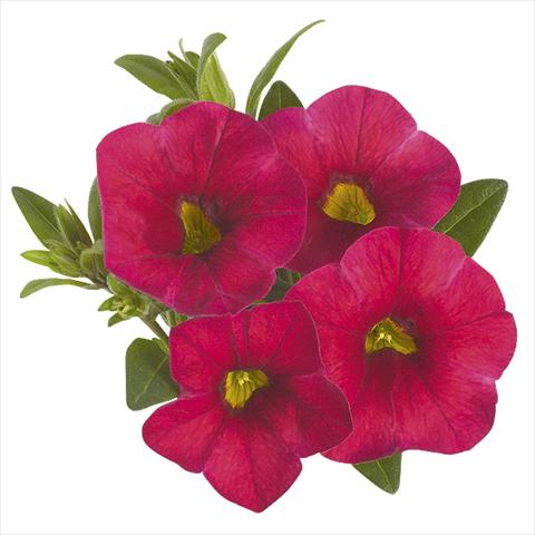 Photos von Blumenvarianten benutzt als: Beet, Topf oder Ampel Calibrachoa Super Cherry Red