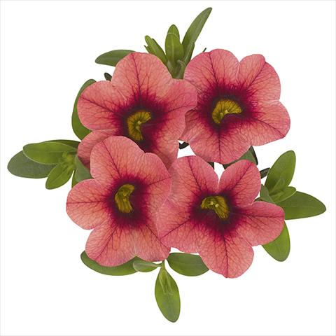 Photos von Blumenvarianten benutzt als: Beet, Topf oder Ampel Calibrachoa Super Cranberry