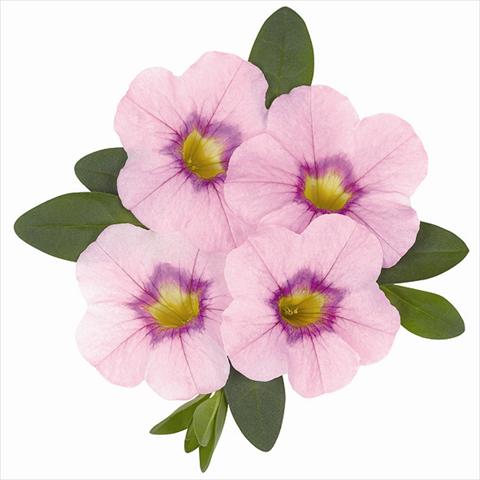 Photos von Blumenvarianten benutzt als: Beet, Topf oder Ampel Calibrachoa Super Lavender