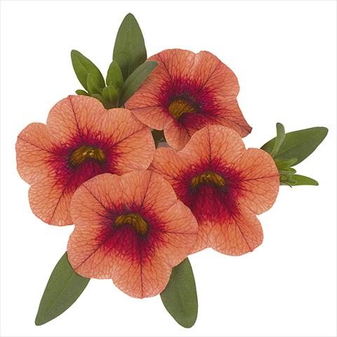 Photos von Blumenvarianten benutzt als: Beet, Topf oder Ampel Calibrachoa Super Orange