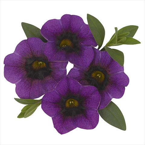 Photos von Blumenvarianten benutzt als: Beet, Topf oder Ampel Calibrachoa Super Purple