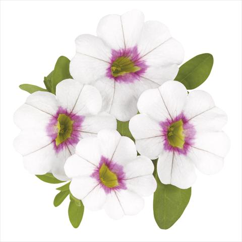 Photos von Blumenvarianten benutzt als: Beet, Topf oder Ampel Calibrachoa Super Royal White