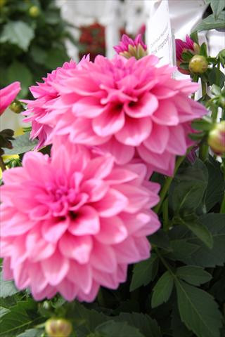 Photos von Blumenvarianten benutzt als: Beet, Topf oder Ampel Dahlia x hybrida Dahlinova Hypnotica Pink Improved