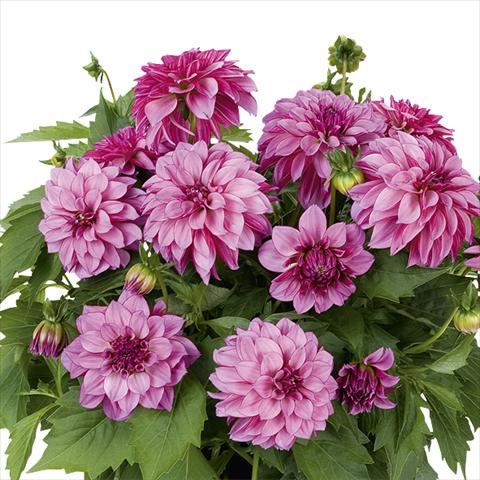 Photos von Blumenvarianten benutzt als: Topf und Beet Dahlia Dahlinova Hypnotica Purple Bicolor