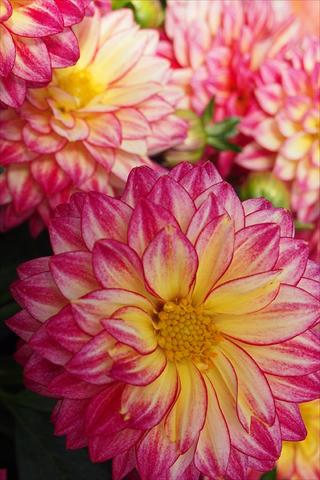 Photos von Blumenvarianten benutzt als: Topf und Beet Dahlia Dahlinova Hypnotica Tropical Breeze