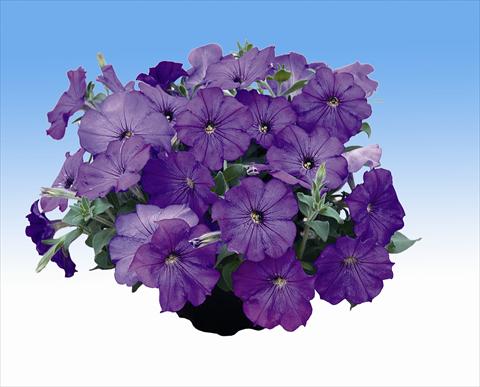 Photos von Blumenvarianten benutzt als: Ampel/Topf Petunia Viva Lavender Shades