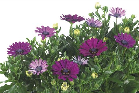 Photos von Blumenvarianten benutzt als: Topf Osteospermum Margarita Nano Purple Improved