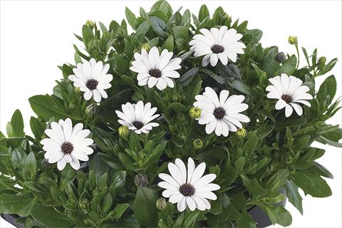 Photos von Blumenvarianten benutzt als: Topf Osteospermum Margarita Nano White Improved