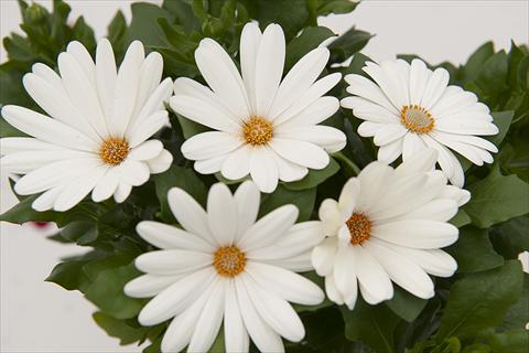 Photos von Blumenvarianten benutzt als: Topf Osteospermum Margarita Cream