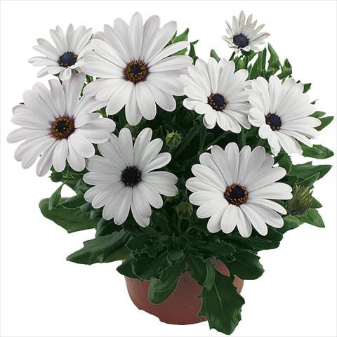 Photos von Blumenvarianten benutzt als: Topf Osteospermum Margarita White Improved