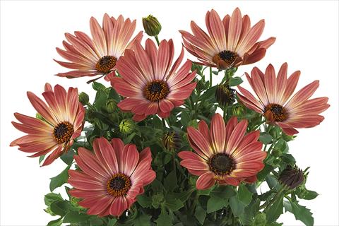 Photos von Blumenvarianten benutzt als: Topf Osteospermum Smoothies Bronze Bicolor