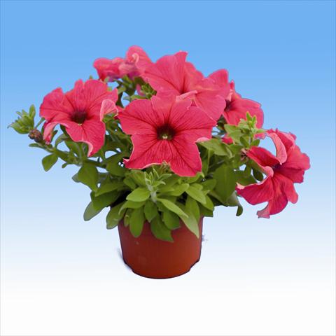 Photos von Blumenvarianten benutzt als: Ampel/Topf Petunia Viva Hot Pink