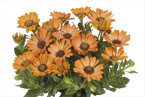 Photos von Blumenvarianten benutzt als: Topf Osteospermum Smoothies Copper Sun