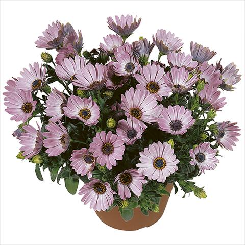 Photos von Blumenvarianten benutzt als: Topf Osteospermum Smoothies Pink