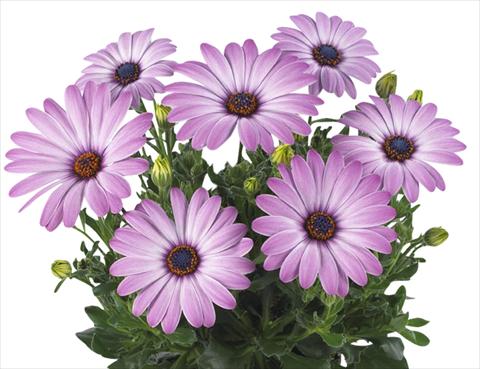 Photos von Blumenvarianten benutzt als: Topf Osteospermum Smoothies Purple