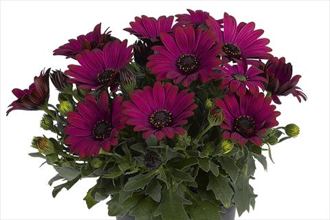 Photos von Blumenvarianten benutzt als: Topf Osteospermum Smoothies Red Velvet