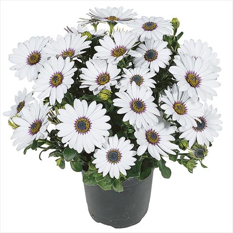 Photos von Blumenvarianten benutzt als: Topf Osteospermum Smoothies White