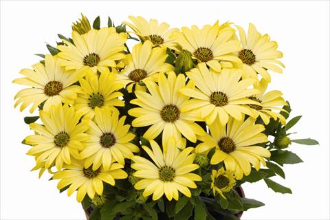 Photos von Blumenvarianten benutzt als: Topf Osteospermum Smoothies Yellow