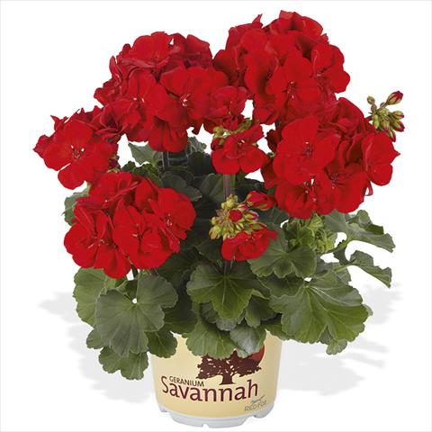 Photos von Blumenvarianten benutzt als: Topf Pelargonium peltatum Candy Idols Bright Red