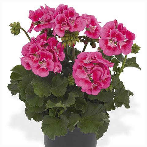 Photos von Blumenvarianten benutzt als: Topf Pelargonium peltatum Candy Idols Pink Parfait