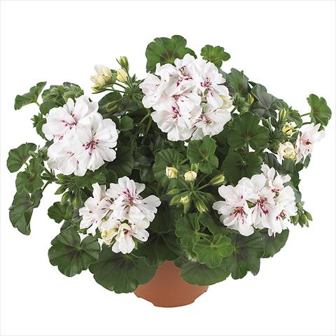 Photos von Blumenvarianten benutzt als: Topf Pelargonium peltatum Dancing Idols Royal White