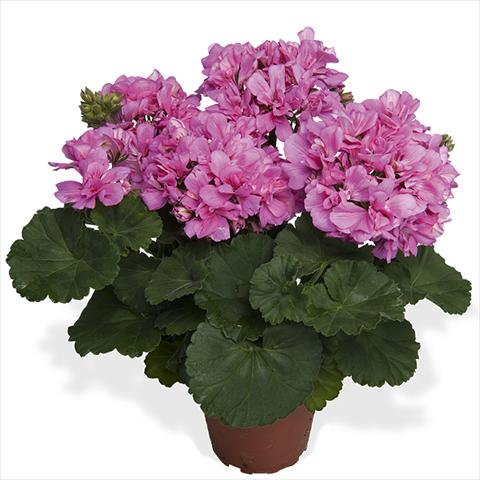 Photos von Blumenvarianten benutzt als: Topf Pelargonium interspecific Dixieland Dixieland Pink