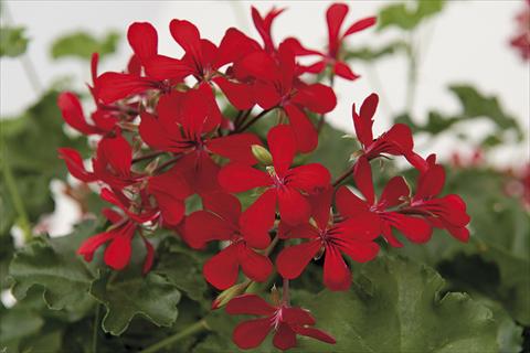 Photos von Blumenvarianten benutzt als: Topf Pelargonium peltatum Grand Idols Dark Red 80