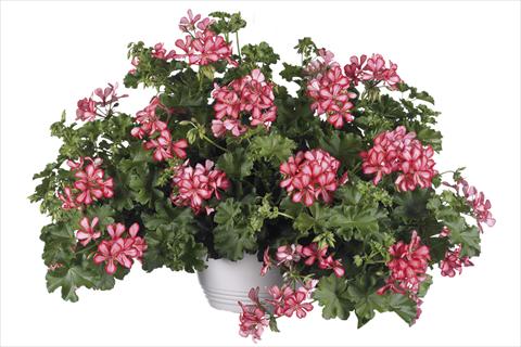 Photos von Blumenvarianten benutzt als: Topf Pelargonium peltatum Grand Idols Red Bicolor Improved
